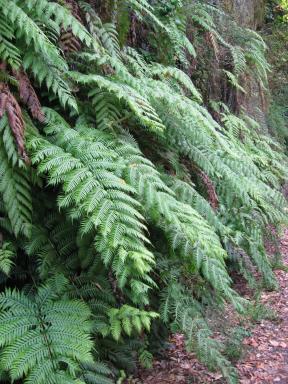 Marcos und Cordero Bild 63