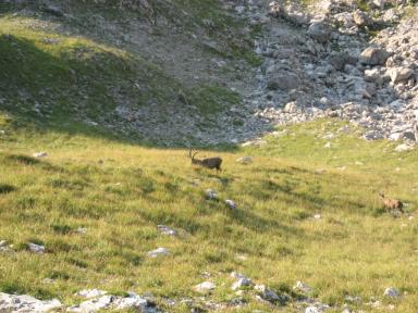 Mindelheimer Klettersteig Bild 15